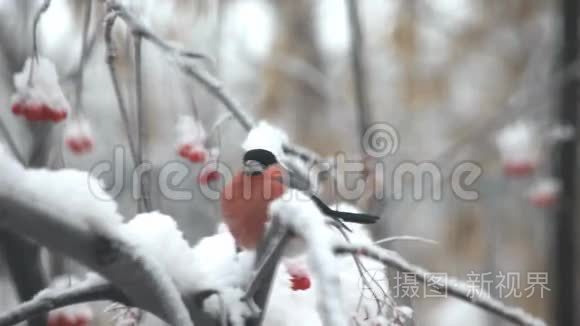 牛翅在雪地里吃树上的红视频