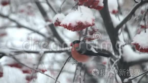 牛翅在雪地里吃树上的红视频