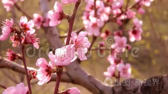 春天的花朵背景视频