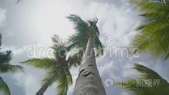 热带岛屿上的高棕榈树