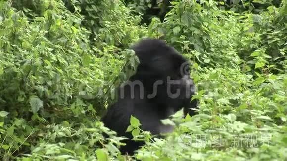 野生大猩猩卢旺达热带森林视频