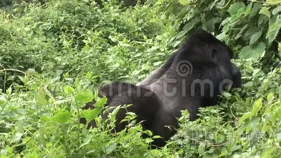 野生大猩猩卢旺达热带森林视频
