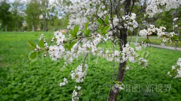 春暖花开的樱花树视频