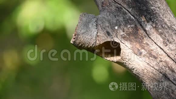 空心树干上的鸟铜匠刺