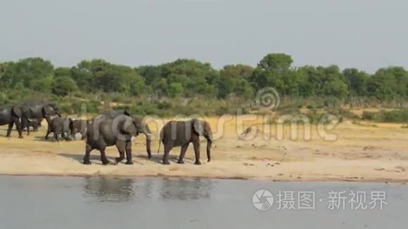 一群非洲象在水洞里出没视频