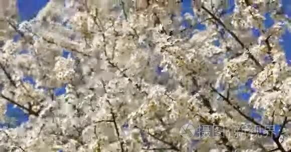 春天的白樱桃梅花视频
