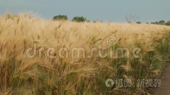 麦地麦穗和阳光明媚的日子视频