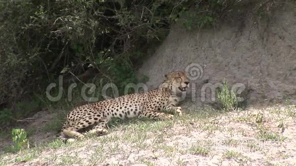 非洲热带草原野生动物哺乳动物视频