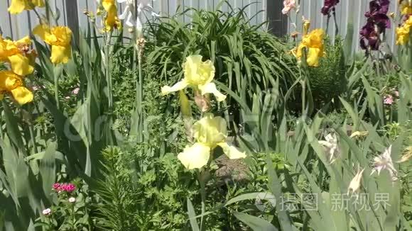 夏天花园里五颜六色的花。