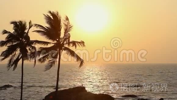日落时的棕榈树剪影