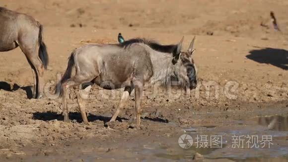 王尔德贝斯特饮用水视频