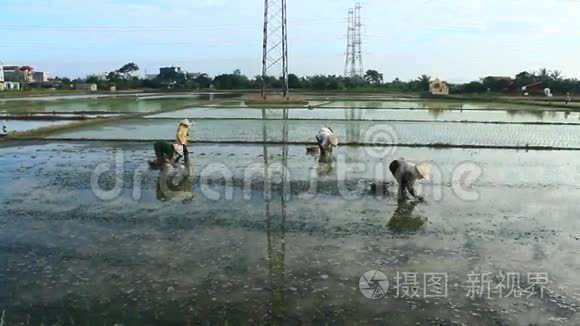 农民在田里种水稻视频