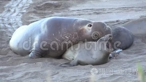 海滩上的大象海豹繁殖视频