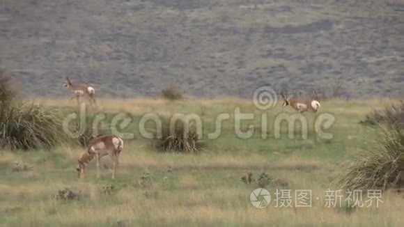 鲁特的扩音器羚羊赫德视频