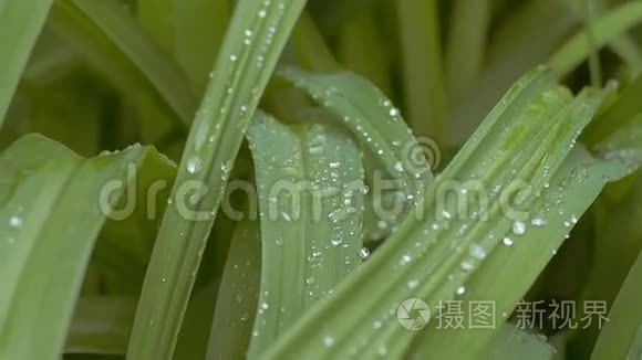 水滴草慢视频