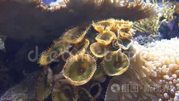 水族馆，鱼缸，海洋动物