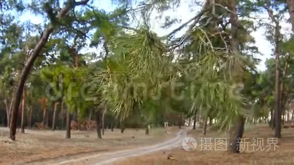 蓝天山水自然树枝松林树顶