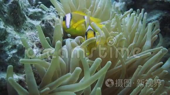 热带珊瑚礁上的小丑鱼和海葵视频