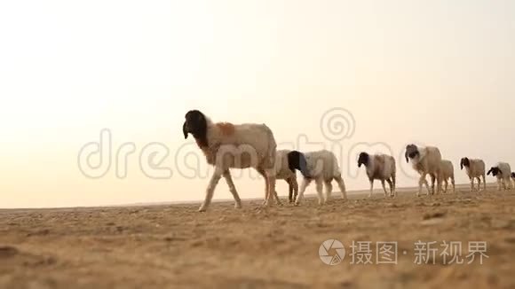 印度拉贾斯坦沙漠山羊视频