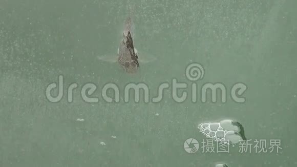冬天河冰上的鱼视频