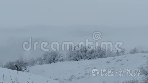 森林自然美丽的树木，白雪，冬天的圣诞节