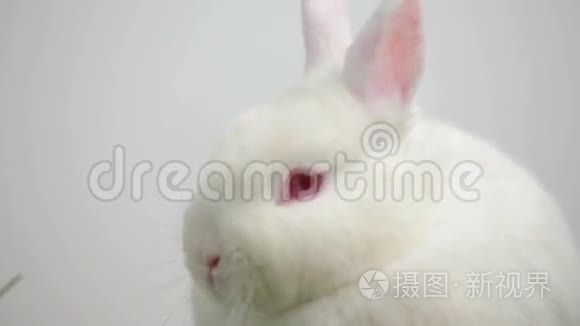 白色背景上的白色兔子视频