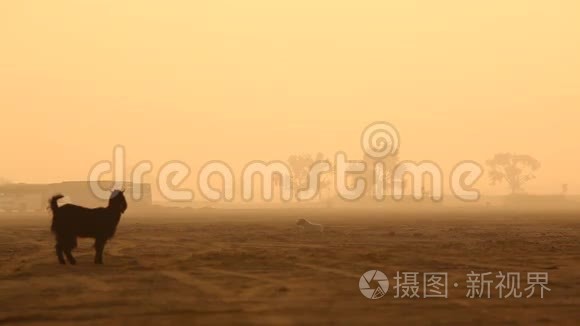 印度拉贾斯坦沙漠山羊视频