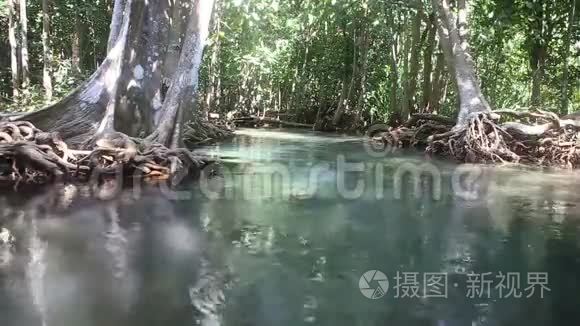 清水在红树根之间流动视频