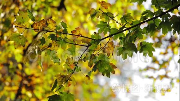 树枝上绿黄相间的叶子视频