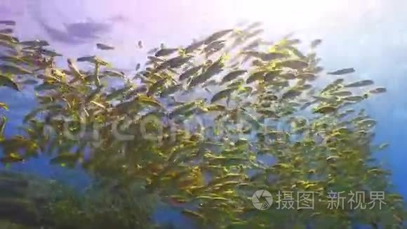 珊瑚礁黄鱼的浅滩视频