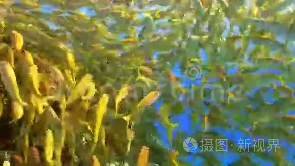 珊瑚礁黄鱼的浅滩视频