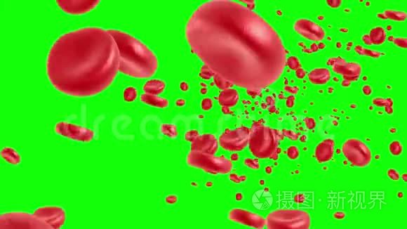 红细胞在流动视频
