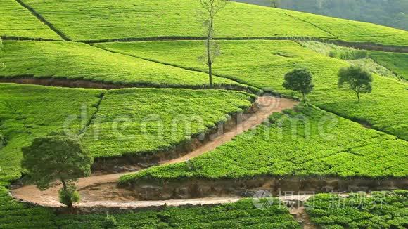 斯里兰卡的茶园山在努瓦拉埃利亚