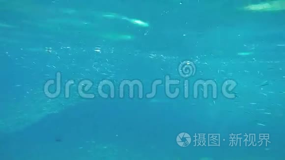 马尔代夫岛附近的异国海洋生物视频