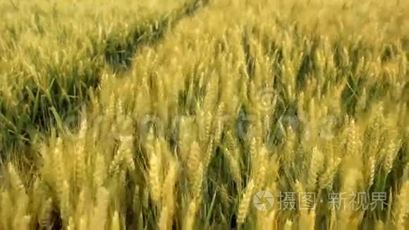 农业粮田视频