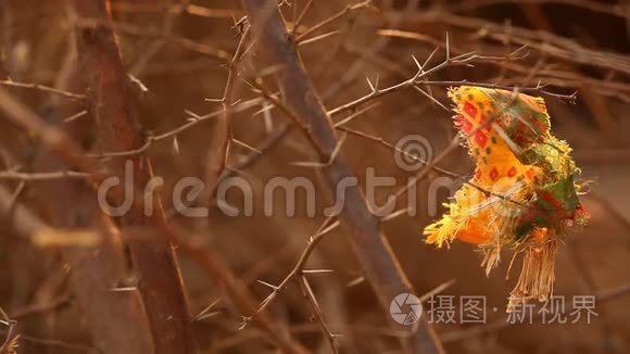 大树肉质刺视频