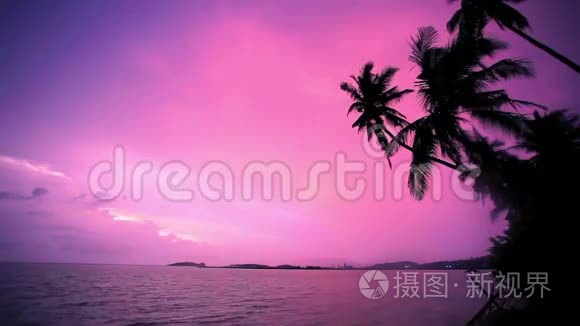 热带海滩日落时棕榈树的剪影