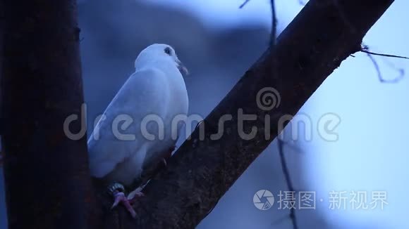 农村地区树上的白鸽视频