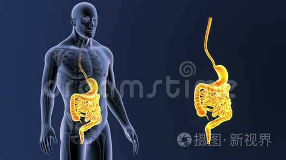 胃和肠部与骨骼体变焦视频