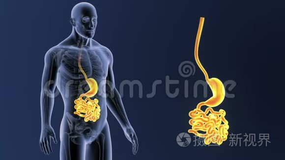胃和小肠放大与骨骼身体视频