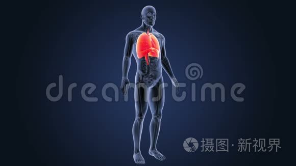 人体器官、心脏、肺和膈肌解剖