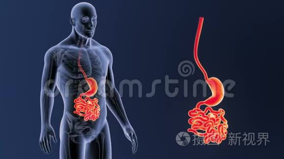 胃和小肠放大与骨骼身体视频