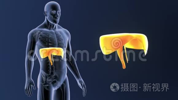 隔膜变焦与骨架体视频