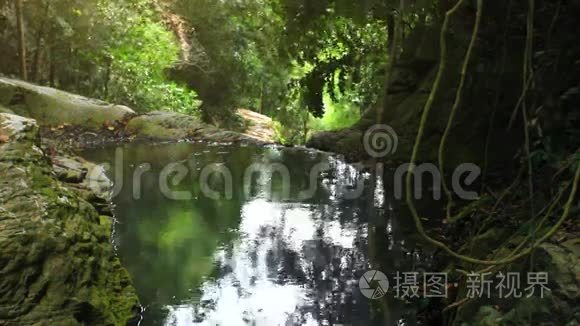 热带雨林景观优美视频