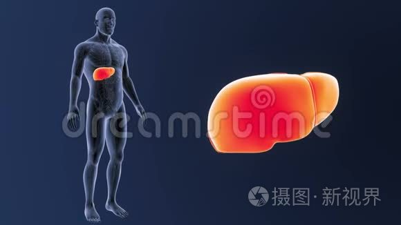 人肝变焦循环系统视频