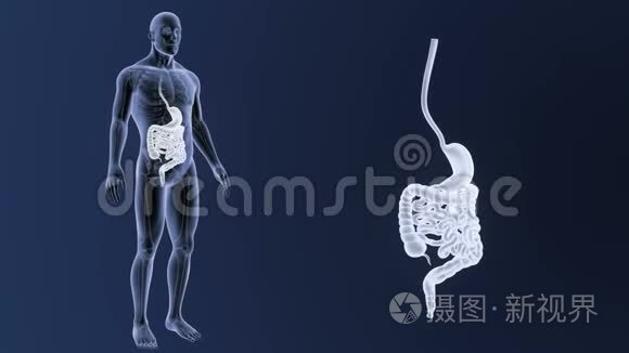 胃和肠部与骨骼体变焦视频