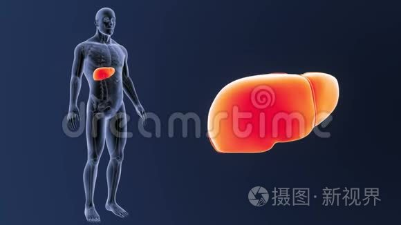 人肝与骨骼体变焦视频