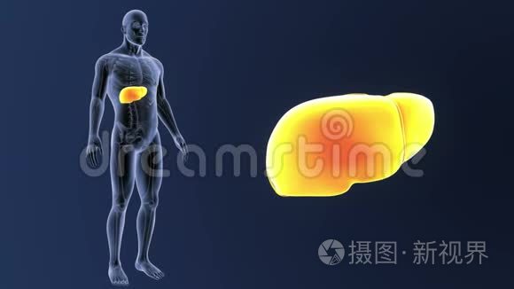 人肝与骨骼体变焦视频