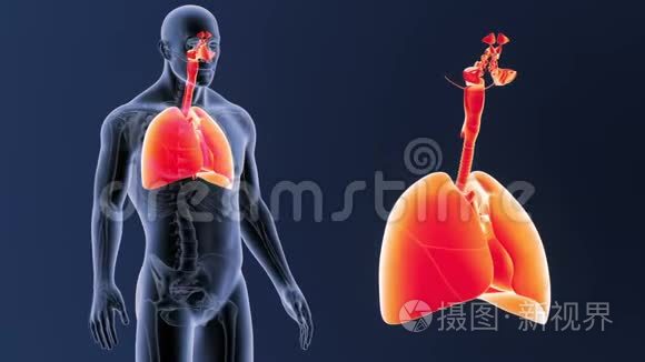 呼吸系统和心脏放大与骨架体视频