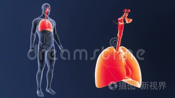 呼吸系统和心脏解剖放大视频